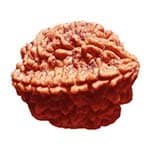 Original 2 Mukhi Rudraksha Certified Ardhanareshwar Bead ✅