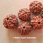 7 Mukhi Nepali Rudraksha