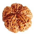 Original 5 Mukhi Rudraksha Certified Panchmukhi Bead