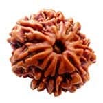 Original 9 Mukhi Rudraksha Nepal - Lab Certified Maa Durga Bead