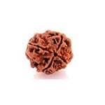 Original 4 Mukhi Rudraksha Certified Brahma Bead ✅