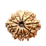 Original 11 Mukhi Rudraksh Bead from Nepal - Kanha Asa