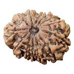 Original 13 Mukhi Nepal Rudraksha - Kamdev Mani
