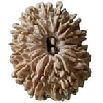 14 Mukhi Nepali Rudraksha lab certified