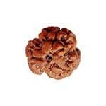 3 mukhi rudrkasha