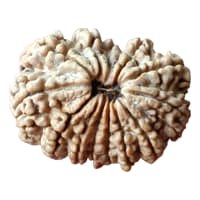 Original 12 Mukhi Nepal Rudraksha - Surya Mani