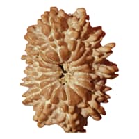 Natural 15 Mukhi Rudraksha Nepal