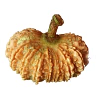 17 Mukhi Rudraksha from Nepal