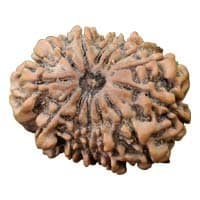 Original 13 Mukhi Nepal Rudraksha - Kamdev Mani for Attraction