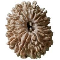 Original 14 Mukhi Nepali Rudraksha Lab Certified - Kanhaasa