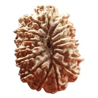 16 Mukhi Rudraksha natural Nepal bead