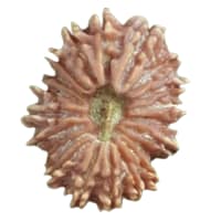 20 Mukhi Rudraksha Nepali natural bead