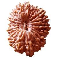 21 Mukhi Rudraksha Nepal original bead
