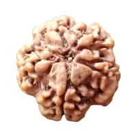 One Mukhi Nepal