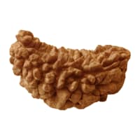 Original 1 Mukhi Rudraksha Lab Test Certificate Kanha Asa