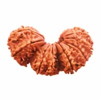21 Mukhi Trijuti Rudraksha