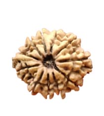 Original 11 Mukhi Rudraksh Bead from Nepal - Kanha Asa