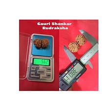 Natural GauriShankar Rudraksha