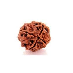 Four Mukhi Rudraksha